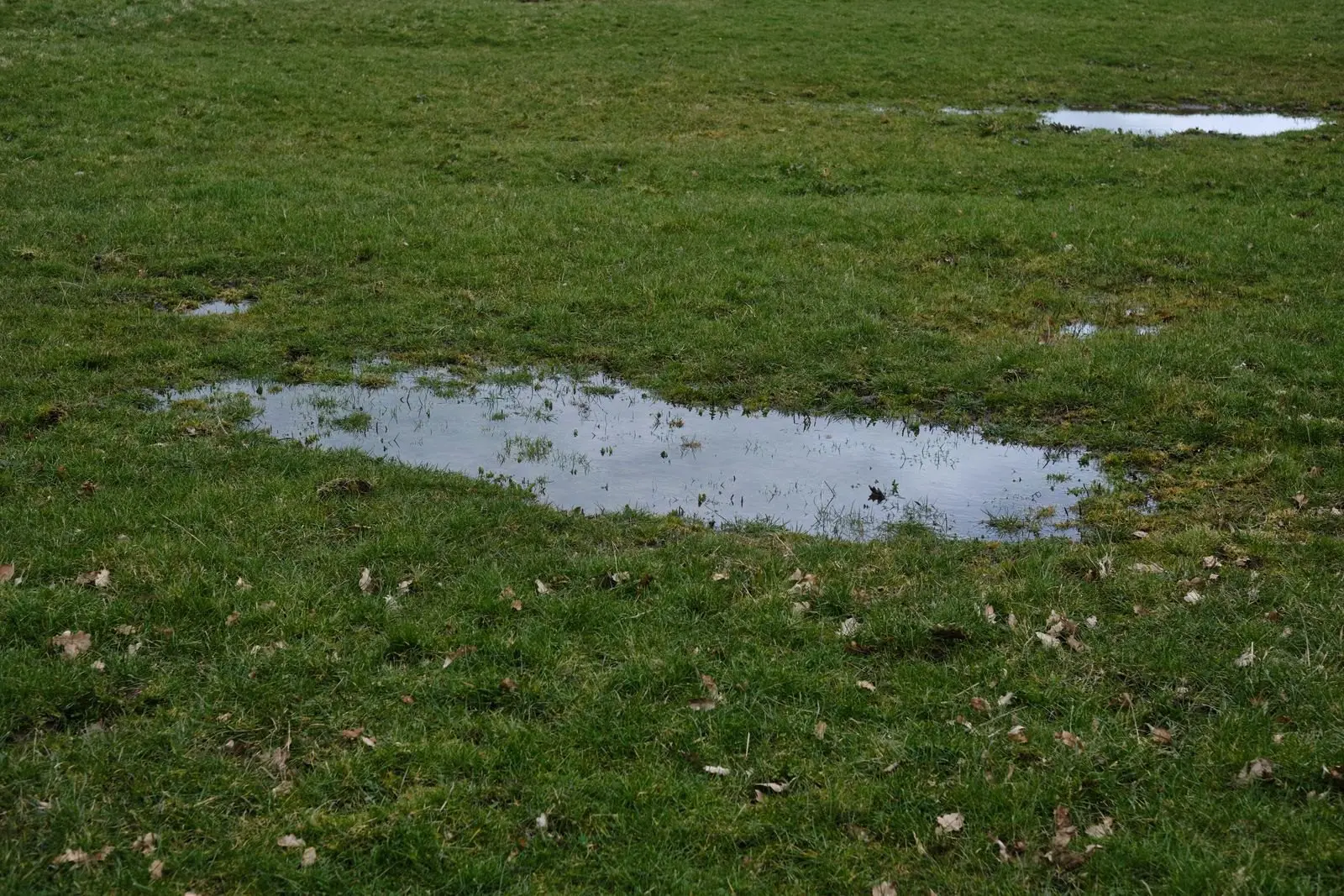 Standing water pooling on a soggy grass lawn after rain